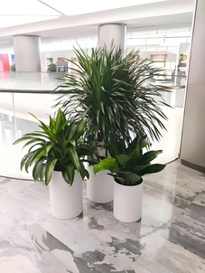 宁波绿化修剪价格实惠